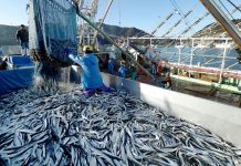 Togo : 37 000 tonnes de poissons capturées de 2018 à 2019