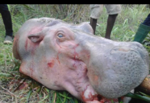 Togo : l’hippopotame toujours en danger