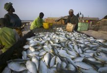 Plan de gestion des pêcheries : à Nangbéto, les pêcheurs en profitent