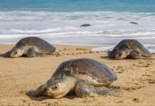 Trafic illicite des tortues marines, l’espèce toujours en danger