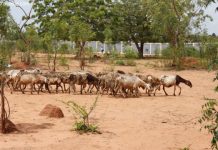 Les zones agropastorales mises en valeur pour le bonheur des Togolais