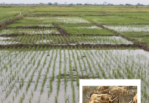 Les Zaap et les ZAPB pour une agriculture moderne et bénéfique