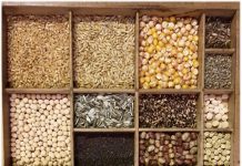 Togo : 6 500 tonnes de semences prévues pour la nouvelle campagne agricole