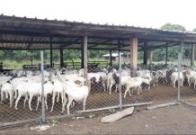 Les ZAPB pour une meilleure production bovine