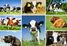 Togo : la promotion de la production animale accentuée