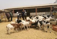 Quand le Paeij-SP facilite l’insertion professionnelle des jeunes togolais