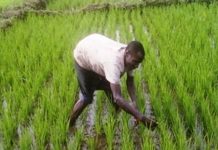 Le Togo a un plan de développement rizicole impressionnant