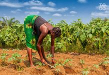 Comment se portent les femmes du secteur agricole togolais ?