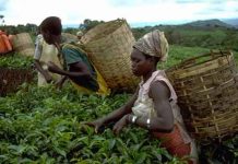 L’agriculture, une vache à lait pour les Togolais