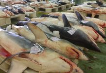 Trafic illicite d’espèces protégées : les requins menacés d’extinction