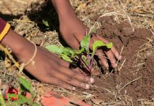 La carte de fertilité des sols, un outil de développement agricole au Togo