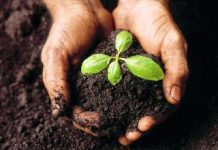 Togo : une fertilisation raisonnée des cultures ?