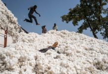 Frénésie totale au sein de la famille des cotonculteurs togolais