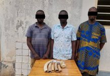 3 présumés trafiquants en possession de six défenses d’éléphants arrêtés et déférés à la prison civile de Lomé