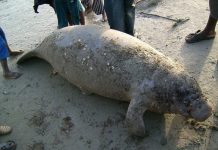 Terrible menace d’extinction des lamantins d’Afrique de l’ouest