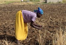Accès des femmes togolaises aux terres agricoles, de l’utopie ?