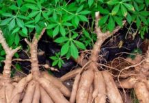 Comment se porte la filière manioc au Togo ?