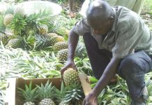 Togo : l’Ananas nourrit son homme