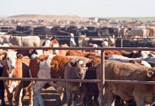 Togo/Demande alimentaire en viande : comment réduire la dépendance ?