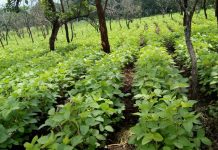 Agriculture bio : un savoir-faire apprécié