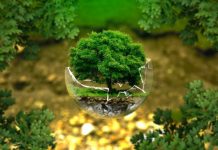 Préservation de l’environnement : une pléiade d’initiatives en action