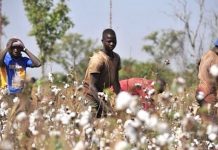 Les revenus des Cotonculteurs togolais augmentés