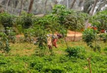 Impacts des Zaap dans la vie des femmes et des ménages togolais
