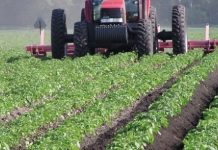 Inclusion socioéconomique : que retenir de l’agriculture togolaise ?