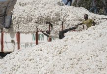 Togo : quel avenir pour la filière coton ?