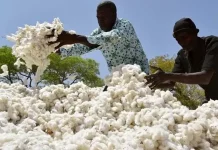 Campagne 2022-2023 : les prix de vente du coton en hausse