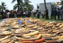 Commerce illégal des espèces protégées : les éléphants d’Afrique en danger croissant de mort