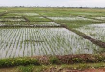 Partam et PDPR-K, des projets rizicoles aux réalisations multiples