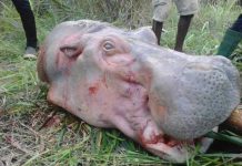 L’hippopotame fait désormais face à d’autres menaces