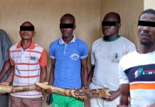 5 trafiquants d’ivoire arrêtés et déférés à la prison civile de Sokodé