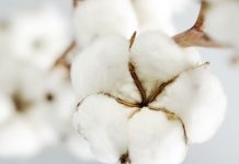 Le coton nettoie la pauvreté au Togo