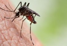 L’incidence de la malaria en chute libre au Togo