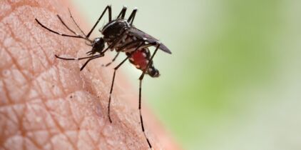 paludisme-malaria-ce-qu-il-faut-savoir-sur-cette-maladie-pour-l-eviter-et-la-soigner
