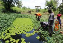 Togo : la lutte contre le changement climatique s’intensifie