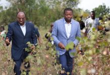 Togo : l’agriculture, une mine d’or pour les entrepreneurs