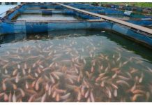 IFAD-Aquaculture : un coup d’accélérateur pour l’entrepreneuriat des jeunes