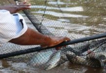 Togo : hausse de 57% de la production aquacole