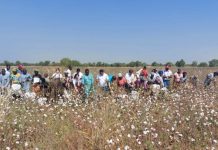 Campagne agricole 2022-2023 : voici pourquoi les agriculteurs doivent s’intéresser à la production du coton