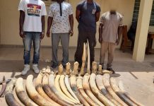 Togo : 4 trafiquants arrêtés avec plus de 160 kilogrammes de défenses d’éléphants et déposés