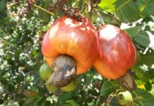 Lancement de la campagne 2023 de commercialisation des noix de cajou et produits dérivés à Kara
