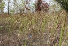 Togo : vers l’adoption d’une loi, pour une meilleure gestion des aires protégées