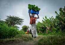 Sécurité Alimentaire et Nutritionnelle : la BAD au chevet du Togo avec 10 milliards FCFA