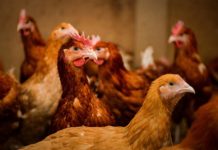 Des cas de grippe aviaire et peste porcine : attention et vigilance