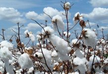 Production cotonnière : la FNGPC prévoit un rebond majeur pour la campagne 2023-2024