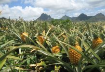 Togo : forte ambition de doubler la production d’ananas en 05 ans