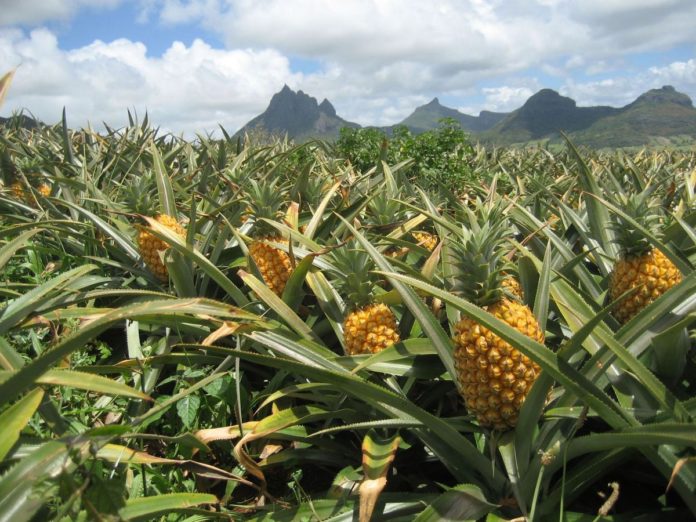 ANANAS